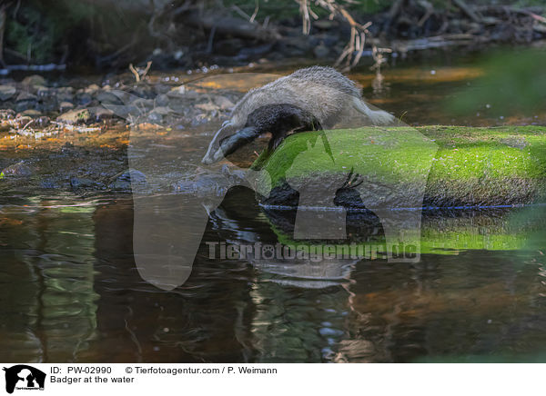 Dachs am Wasser / Badger at the water / PW-02990
