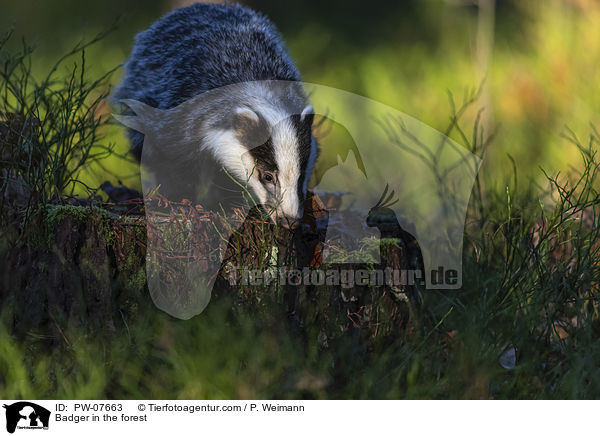 Dachs im Wald / Badger in the forest / PW-07663