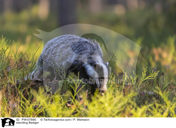 stehender Dachs / standing Badger / PW-07666