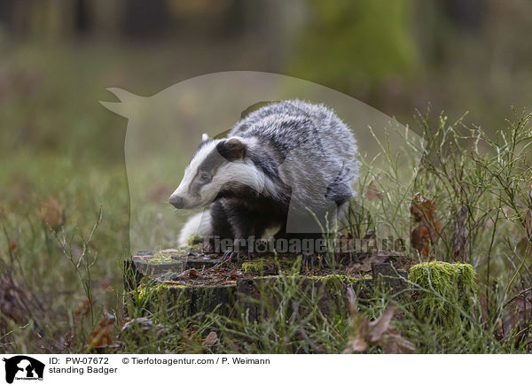 stehender Dachs / standing Badger / PW-07672