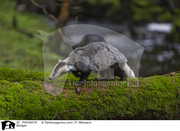 Dachs / Badger / PW-09016