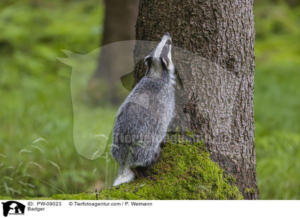 Dachs / Badger / PW-09023