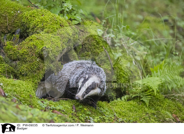 Dachs / Badger / PW-09035