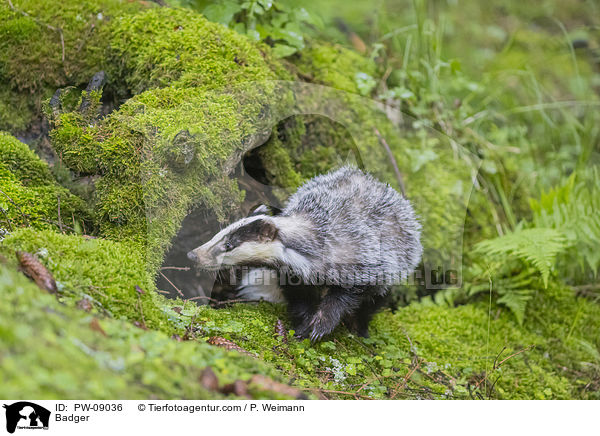 Badger / PW-09036