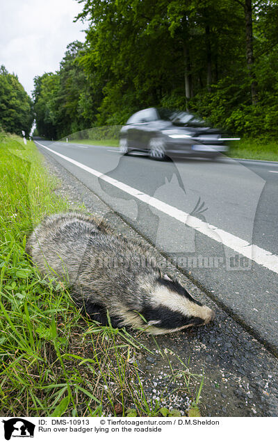 berfahrener Dachs liegt am Straenrand / Run over badger lying on the roadside / DMS-10913