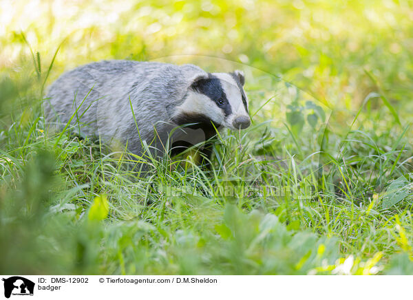 Dachs / badger / DMS-12902
