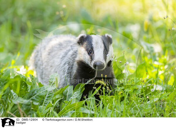 Dachs / badger / DMS-12904