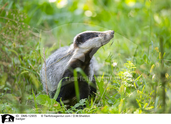 Dachs / badger / DMS-12905