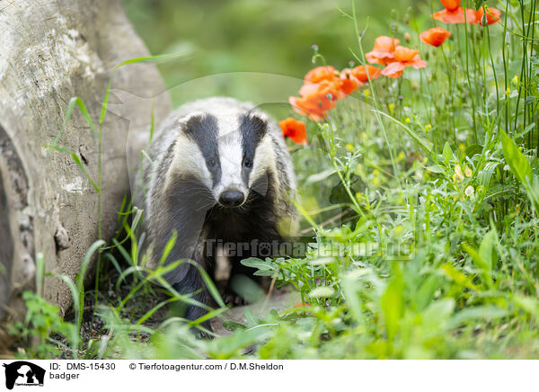 Dachs / badger / DMS-15430