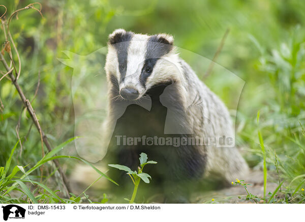 Dachs / badger / DMS-15433