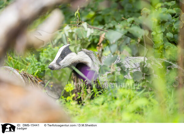 Dachs / badger / DMS-15441