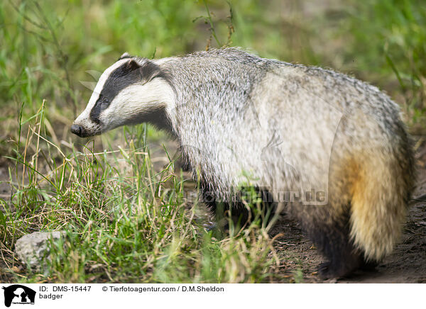 Dachs / badger / DMS-15447