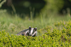 Badger on the meadow