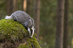 walking Badger