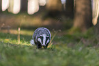 walking Badger