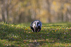 running Badger