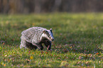 running Badger