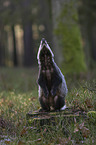 Badger in the forest