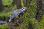 Badger