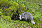 Badger