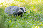 badger