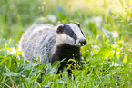badger