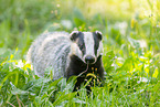 badger