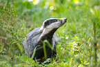 badger