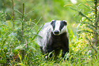 badger