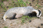 badger