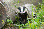 badger