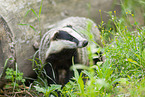 badger