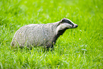 badger