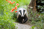 badger