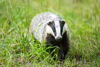 badger