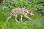 european wolf
