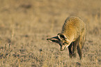 bat-eared fox