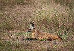 bat-eared fox