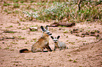bat-eared foxes