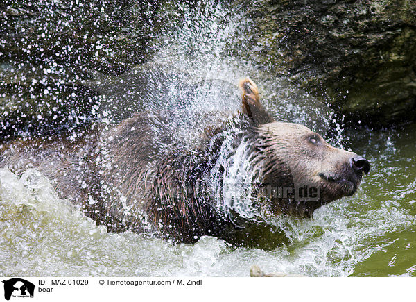 bear / MAZ-01029