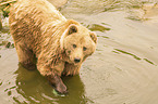 standing Bear