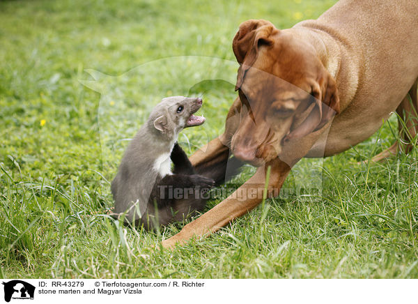 stone marten and Magyar Vizsla / RR-43279