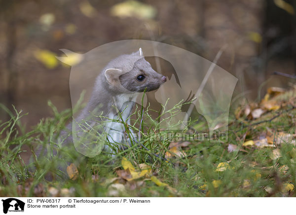 Stone marten portrait / PW-06317