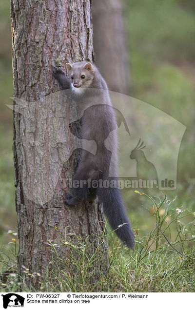 Steinmarder klettert auf Baum / Stone marten climbs on tree / PW-06327