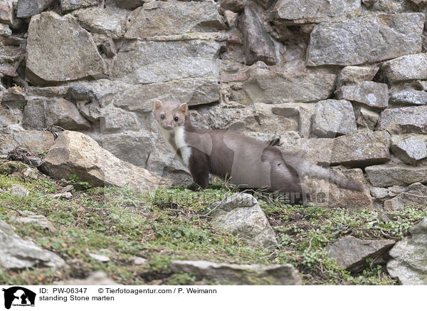 standing Stone marten / PW-06347
