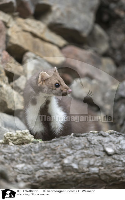 stehender Steinmarder / standing Stone marten / PW-06356