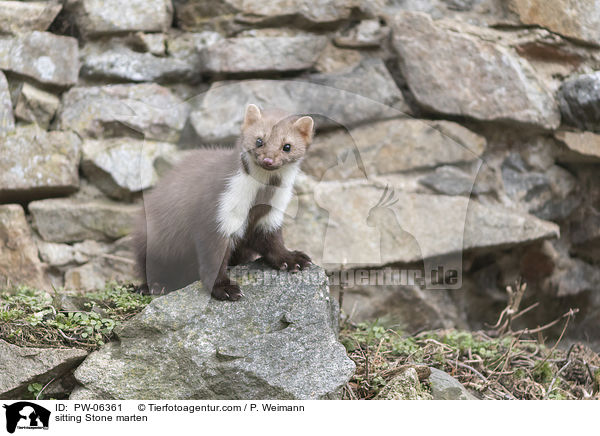 sitting Stone marten / PW-06361