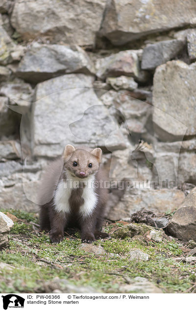 stehender Steinmarder / standing Stone marten / PW-06366