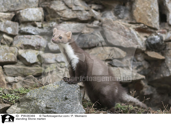 standing Stone marten / PW-06369