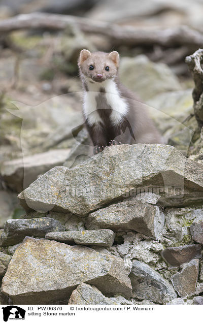 sitzender Steinmarder / sitting Stone marten / PW-06370